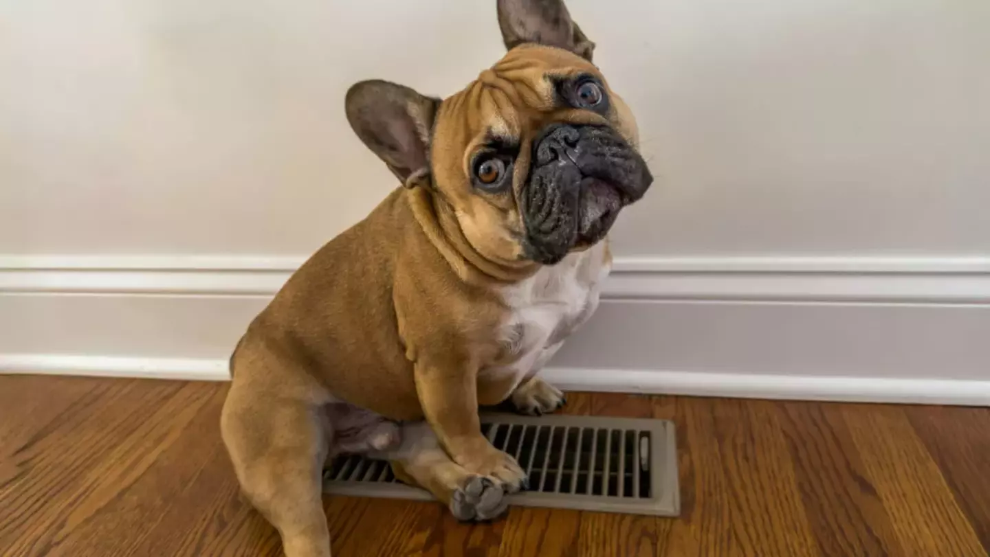 Dog is enjoying the heater